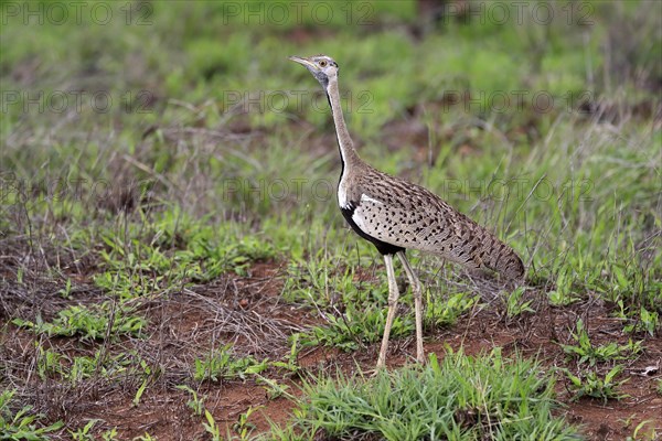 Red-crested Bustard, (Lophotis ruficrista), adult, foraging, vigilant, Kruger National Park, Kruger