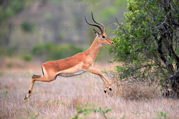 Black Heeler Antelope, (Aepyceros melampus), adult, male, jumping, Sabi Sand Game Reserve, Kruger