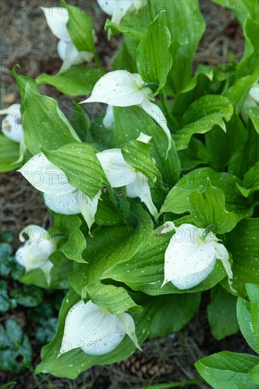 Beautiful orchid flowers of white color with green leaves in the garden. Lady's-slipper hybrids.