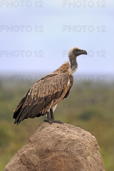 White-backed vulture (Gyps africanus), adult, alert, on rocks, Sabi Sand Game Reserve, Kruger