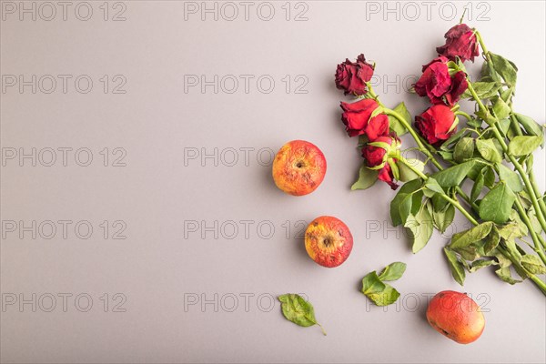 Withered, decaying, roses flowers and apples on gray pastel background. top view, flat lay, copy