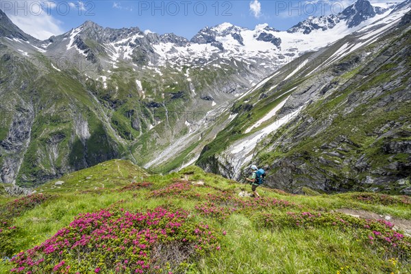 Mountaineer on hiking trail in picturesque mountain landscape with blooming alpine roses, in the
