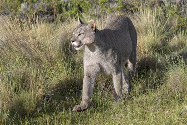 Cougar (Cougar concolor), silver lion, mountain lion, cougar, panther, small cat, Torres del Paine