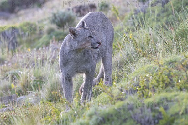 Cougar (Cougar concolor), silver lion, mountain lion, cougar, panther, small cat, Torres del Paine