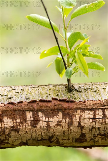 European beaver (Castor fiber) or Eurasian beaver, habitat, felled branch of a willow (Salix) with