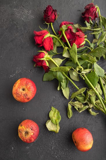 Withered, decaying, roses flowers and apples on black concrete background. top view, flat lay,