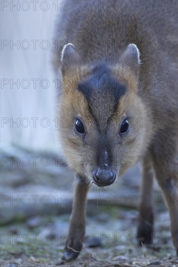 Muntjac deer (Muntiacus reevesi) adult animal head portrait, Suffolk, England, United Kingdom,