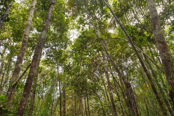 Wild jungle in Bako national park. Vacation, travel, tropics concept, no people, Malaysia, Borneo,
