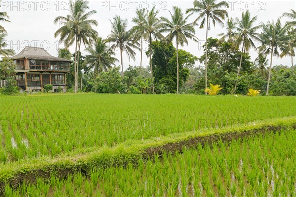 Rice terraces, Campuhan ridge walk, Bali, Indonesia, track on the hill with grass, large trees,