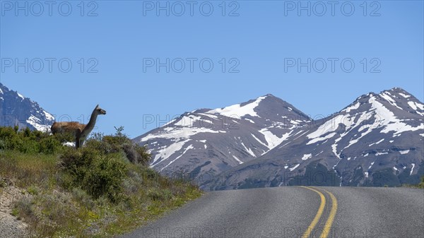 Guanaco (Llama guanicoe), Huanako, Torres del Paine National Park, Patagonia, End of the World,