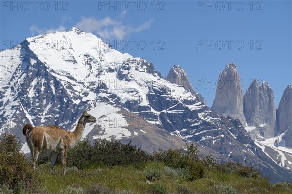 Guanaco (Llama guanicoe), Huanako, Torres del Paine National Park, Patagonia, End of the World,