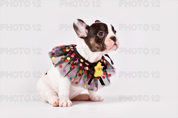 Tan pied French Bulldog dog puppy with cute colorful lace collar sitting in front of white