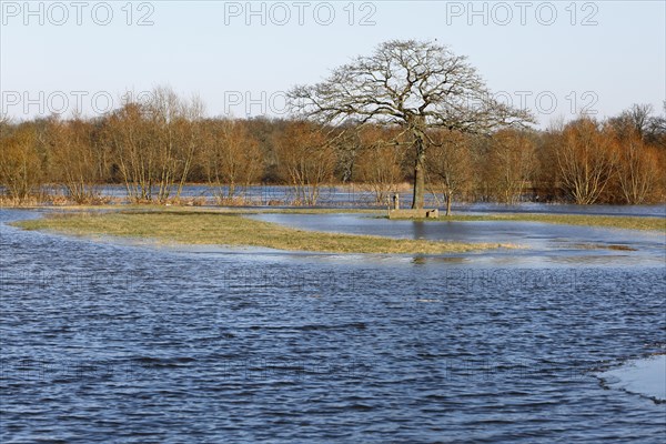 Winter floods 2024 on the Elbe and Mulde rivers with flooding of the meadows, ice on the meadows