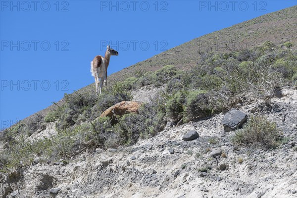 Guanaco (Llama guanicoe), Huanako, Torres del Paine National Park, Patagonia, End of the World,