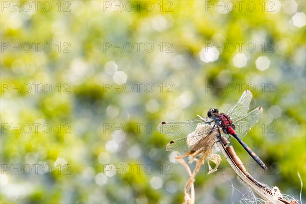 White-faced darter (Leucorrhinia dubia), mature male sitting on a perch, light spots in the