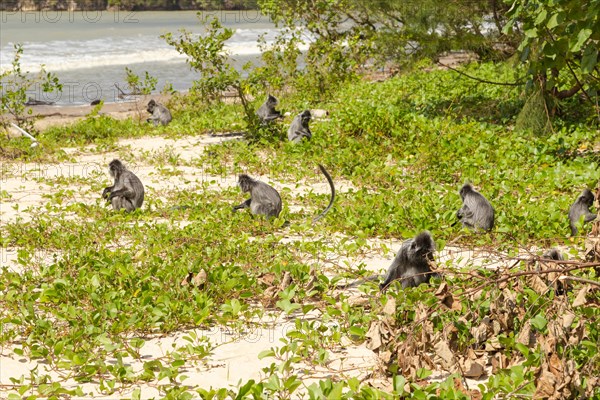 Silvery lutung or silvered leaf langur monkey (Trachypithecus cristatus) in Bako national park,