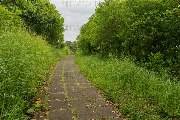 Campuhan ridge walk, Bali, Indonesia, track on the hill with grass, large trees, jungle and rice
