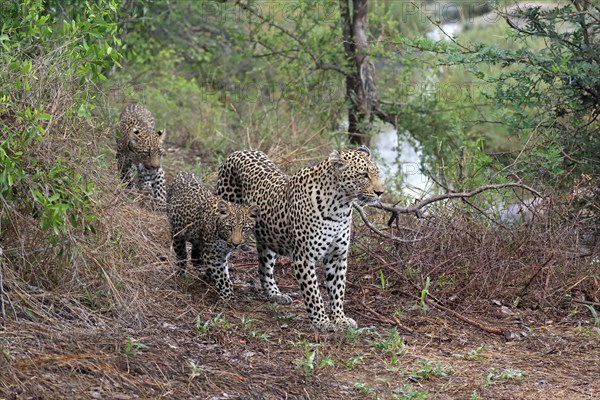 Leopard (Panthera pardus), adult, cubs, group, running, stalking, Sabi Sand Game Reserve, Kruger