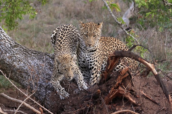 Leopard (Panthera pardus), adult, pair, alert, on tree trunk, Sabi Sand Game Reserve, Kruger NP,