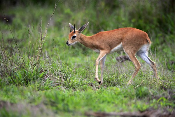 Steenbok (Raphicerus campestris), adult, male, foraging, vigilant, dwarf antelope, Kruger National