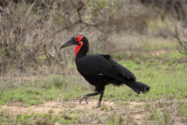 Southern ground hornbill (Bucorvus leadbeateri), adult, foraging, running, alert, Kruger National