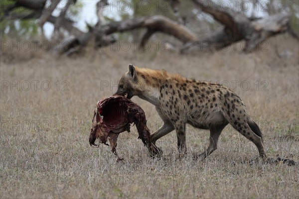 Spotted hyena (Crocuta crocuta), adult, with prey, carrying prey, running, Sabi Sand Game Reserve,