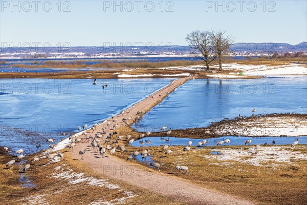 View of a flock of cranes (grus grus) by a lake with ice and snow on an early spring day,