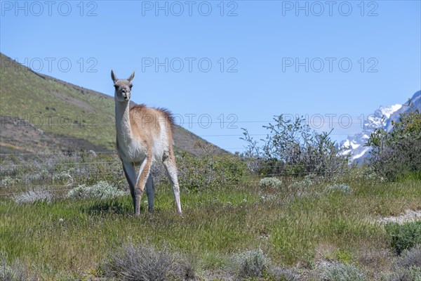 Guanaco (Llama guanicoe), Huanako, Torres del Paine National Park, Patagonia, End of the World,