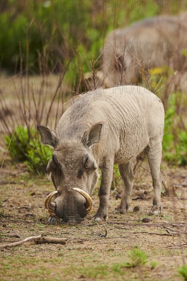 Common warthog (Phacochoerus africanus), walking in the dessert, captive, distribution Africa