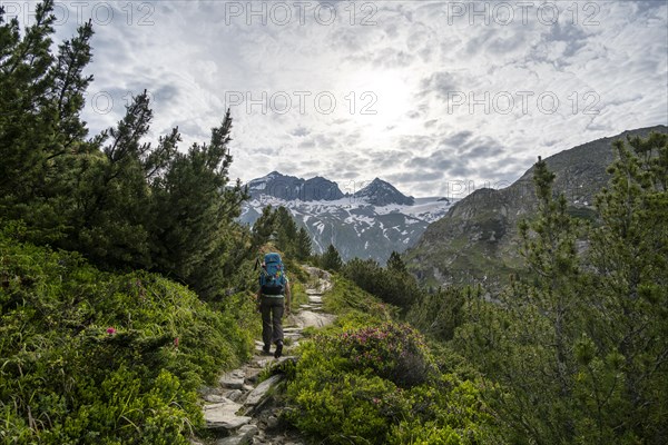 Mountaineer on a hiking trail in a picturesque mountain landscape with alpine roses, mountain peak
