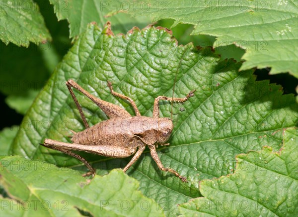 Dark bush-cricket (Pholidoptera griseoaptera) or common bush cricket, female, sitting on bramble