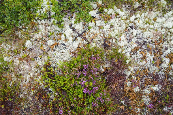 Broom common heather (Calluna vulgaris), true reindeer lichen (Cladonia rangiferina), dwarf birch