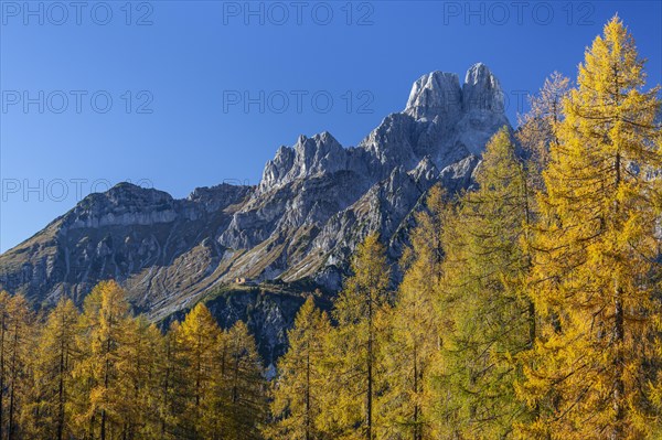 Golden larches in autumn in front of mountain peaks, Bischofsmuetze, Dachstein Mountains, Austria,
