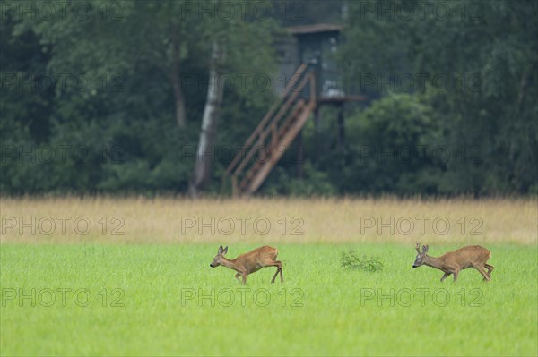European roe deer (Capreolus capreolus), buck and doe in rut, leaf time, in a meadow, behind a high