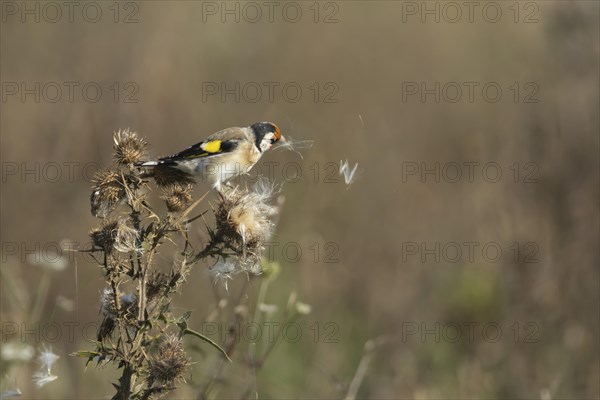 European goldfinch (Carduelis carduelis) adult bird feeding on a Spear thistle seed head,