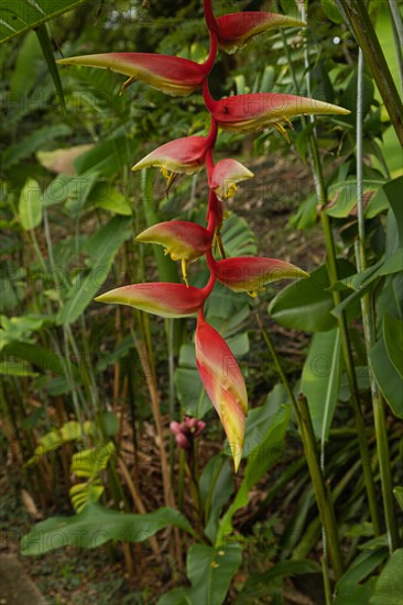 Orchid and bromeliad flower beds in botanical garden, selective focus, copy space, malaysia,