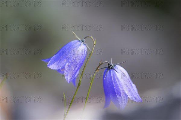 Round-leaved bellflower (Campanula rotundifolia), close-up, nature photograph, Norway, Tinn,