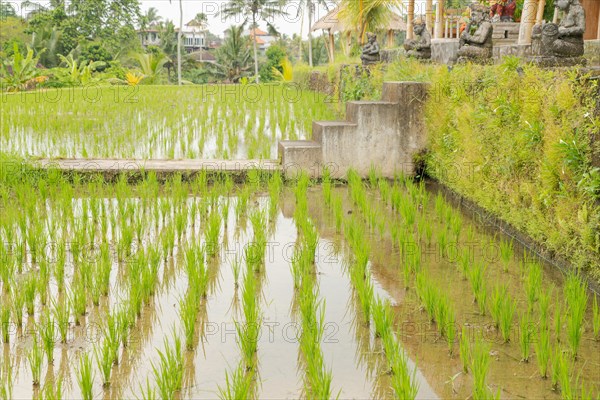 Rice terraces, Campuhan ridge walk, Bali, Indonesia, track on the hill with grass, large trees,