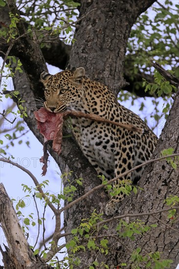 Leopard (Panthera pardus), adult, in tree, with prey, Sabi Sand Game Reserve, Kruger NP, Kruger