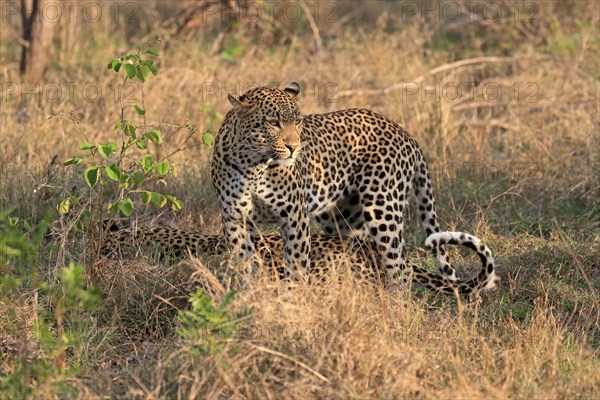 Leopard (Panthera pardus), adult, pair, alert, Sabi Sand Game Reserve, Kruger NP, Kruger National