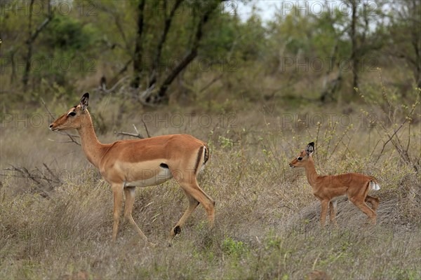 Black Heeler Antelope, (Aepyceros melampus), adult, female, young animal, mother with young animal,