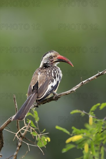 Red-billed hornbill (Tockus erythrorhynchus), adult, on wait, Kruger National Park, Kruger National