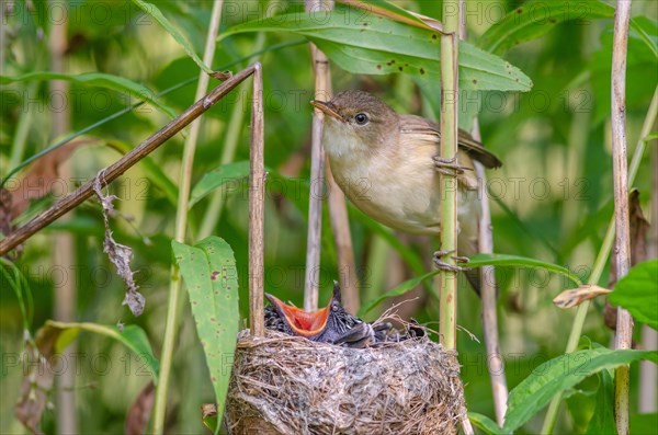 Reed warbler (Acrocephalus scirpaceus) feeding a common cuckoo (Cuculus canorus), Bas-Rhin, Alsace,