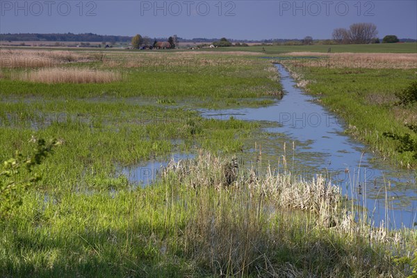 Wetland biotope in the Peene valley, waterlogged meadows, rare habitat for endangered plants and
