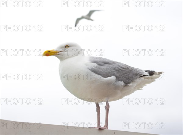 European herring gull (Larus argentatus) standing on a ledge, close-up, blurred gull flying against