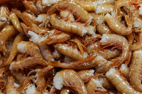 Scampi, seafood, Campo de la Pescaria fish market, Rialto market, San Polo neighbourhood, Venice,