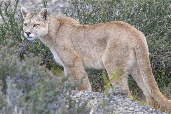 Cougar (Cougar concolor), silver lion, mountain lion, cougar, panther, small cat, Torres del Paine