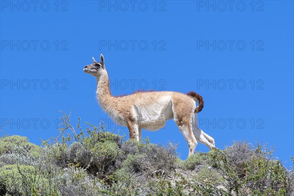 Guanaco (Llama guanicoe), Huanako, Torres del Paine National Park, Patagonia, End of the World,
