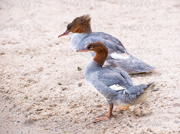 Two common mergansers (Mergus merganser merganser), female and female juvenile, standing next to