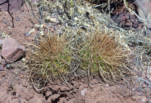 Parodia maasii